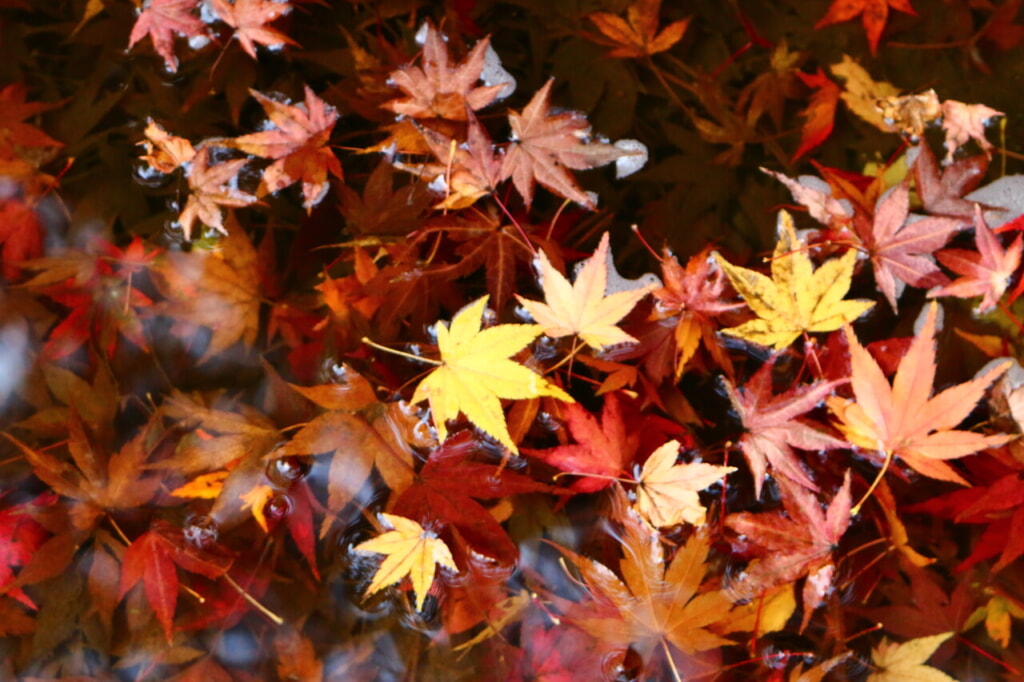 赤、黄、黄土色の紅葉した葉が池に散らばっている様子