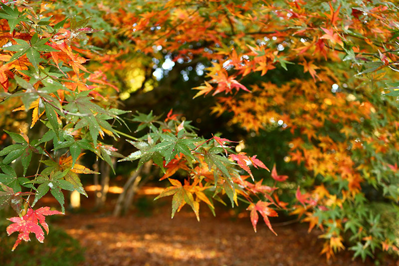 紅、橙色、緑、色とりどりに紅葉しているもみじ