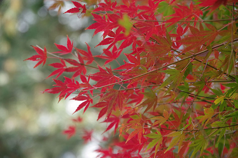 赤く紅葉しているもみじ