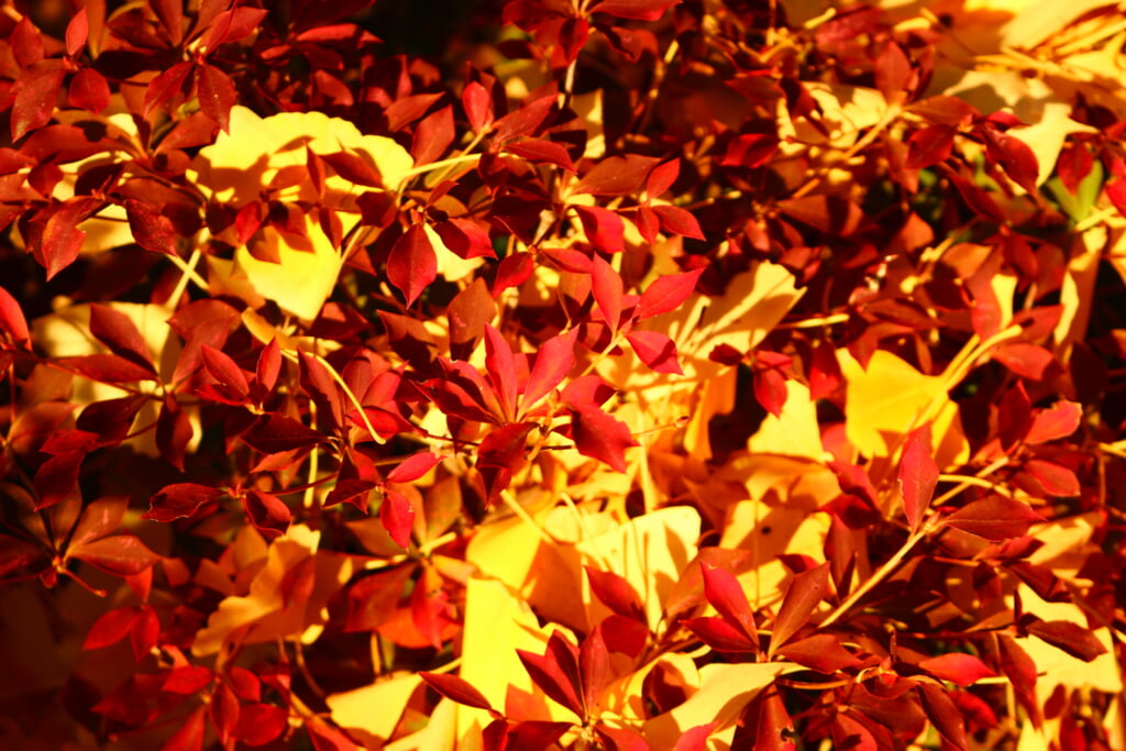 地面に散らばる黄色く紅葉したイチョウの葉