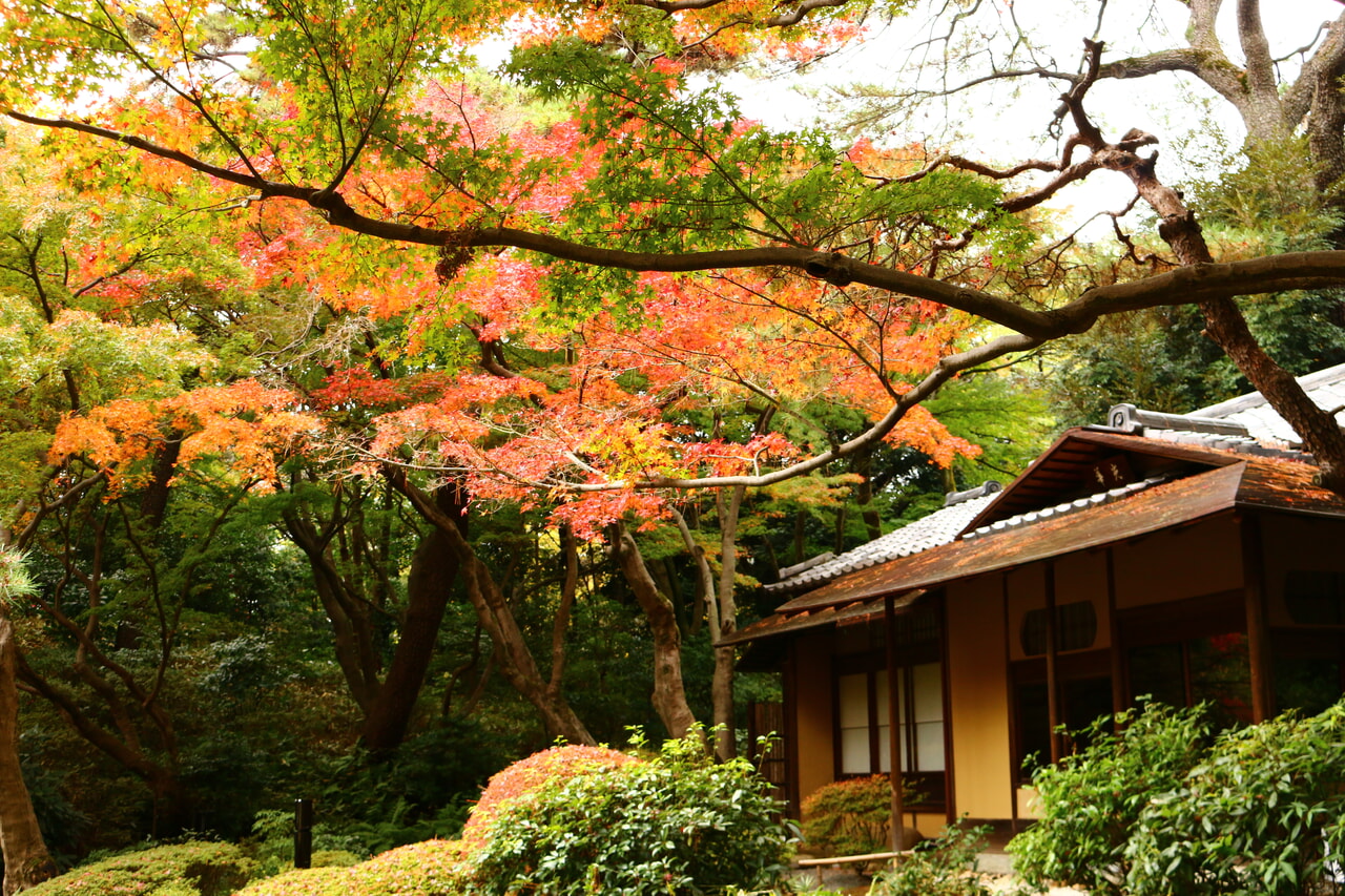 紅、橙色、緑など色とりどりに紅葉したイロハモミジに囲まれた茶室