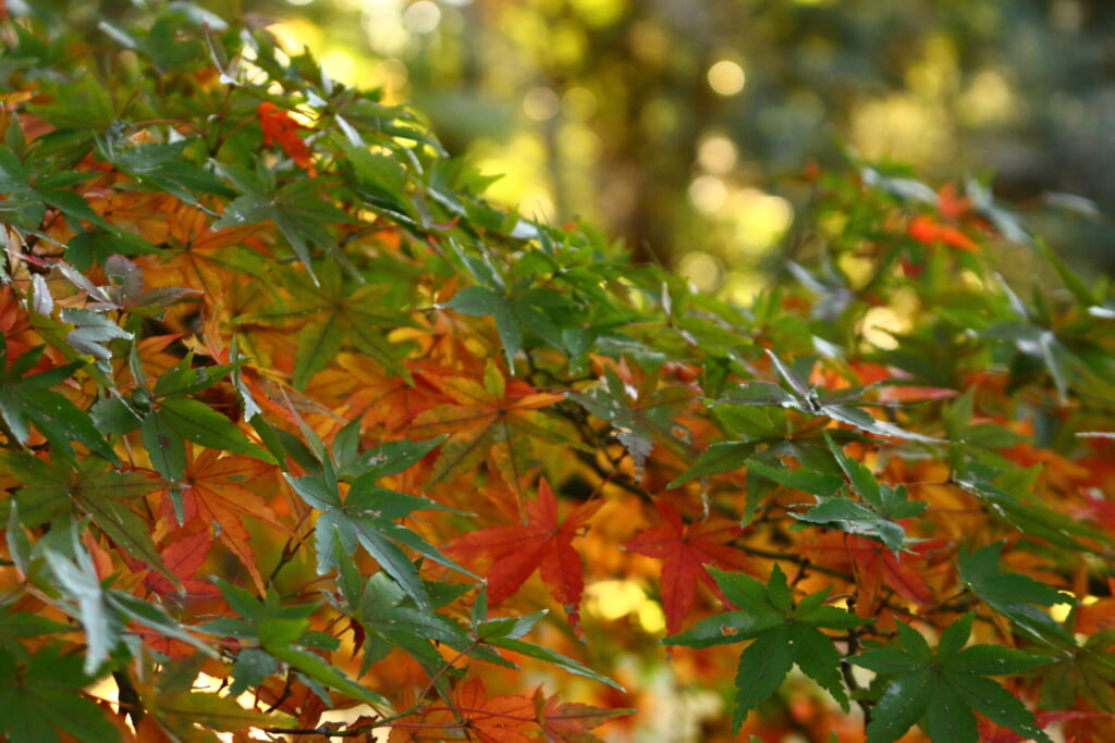 黄色や緑やオレンジ色に紅葉したイロハモミジ