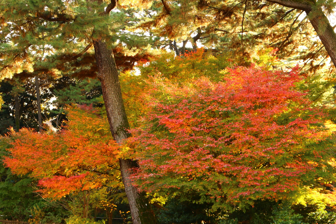 紅、橙色、緑など色とりどりに紅葉したイロハモミジ