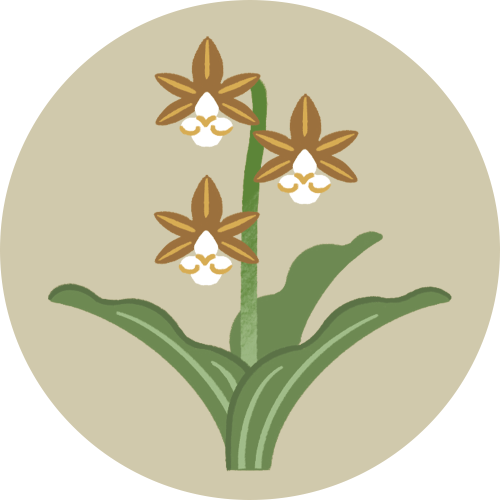 Calanthe