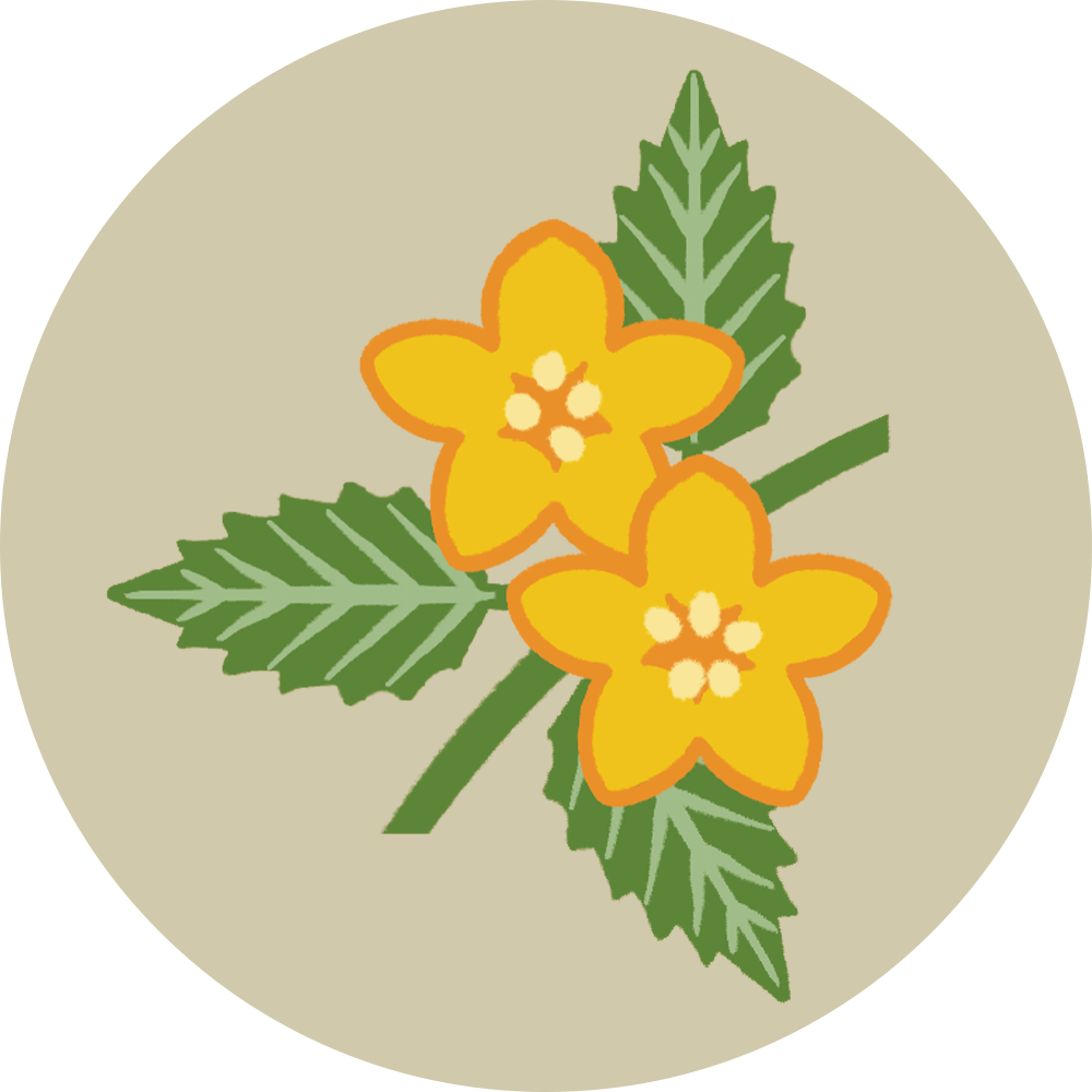 山吹
