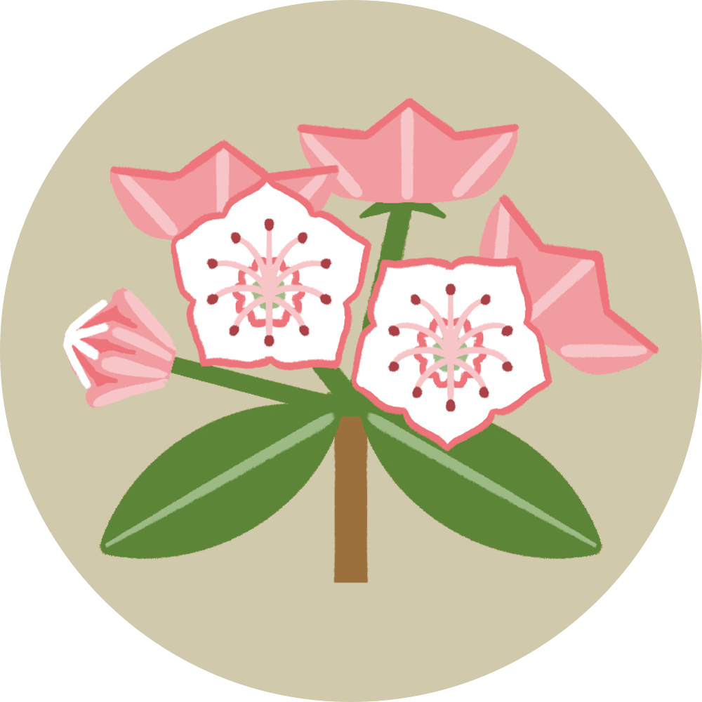 Kalmia latifolia