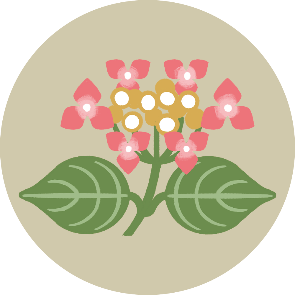 Hydrangea serrata