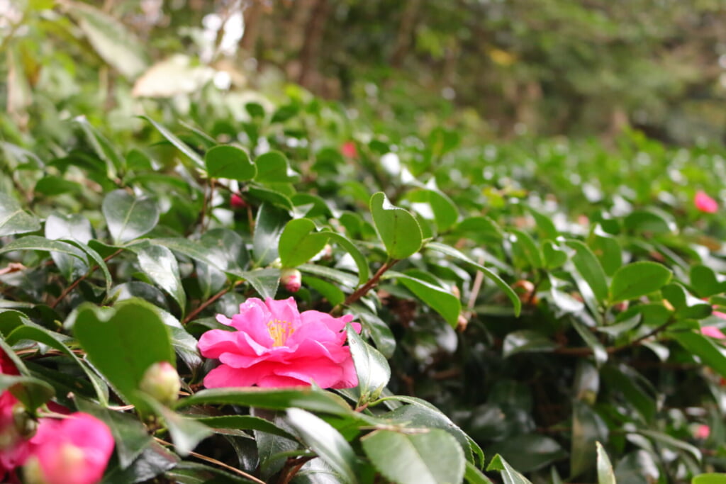 ピンク色のツバキの花