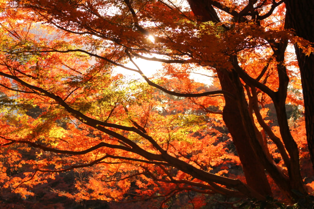 赤、黄、黄土色に色づく日本庭園のイロハモミジ