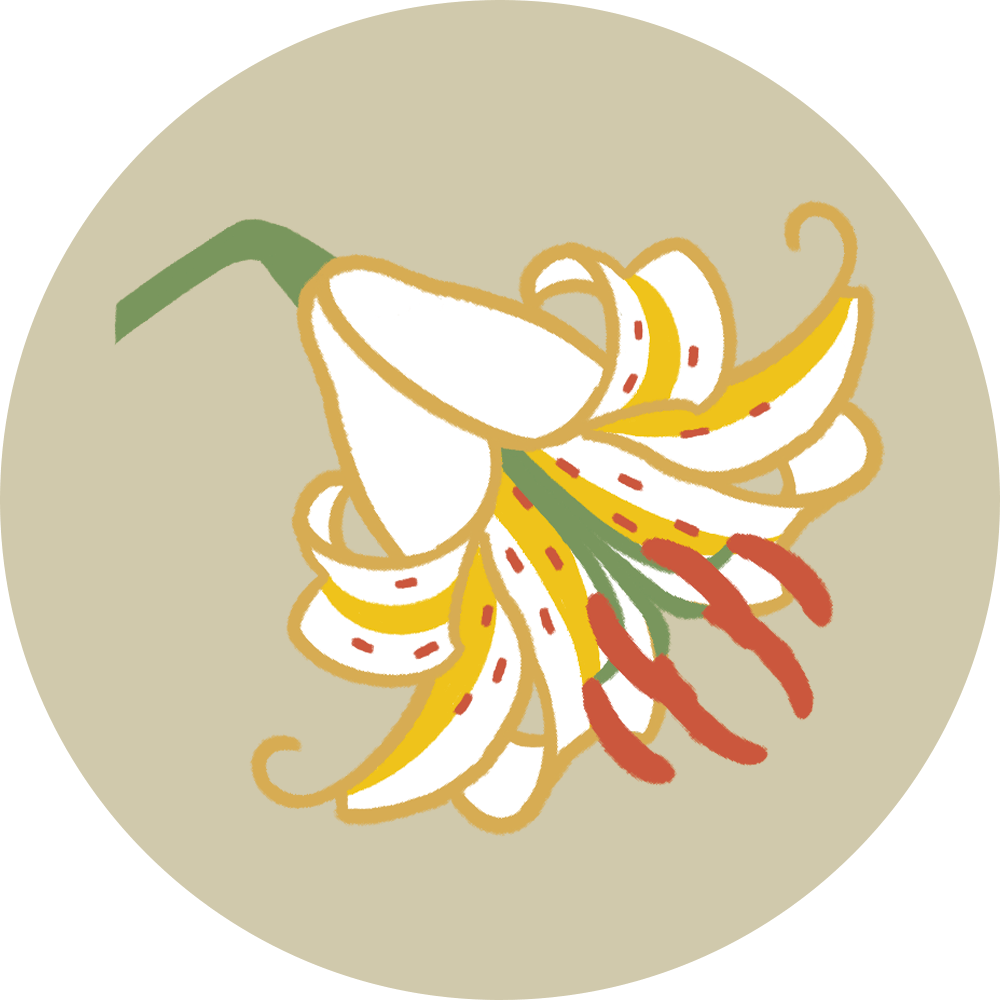 Lilium auratum