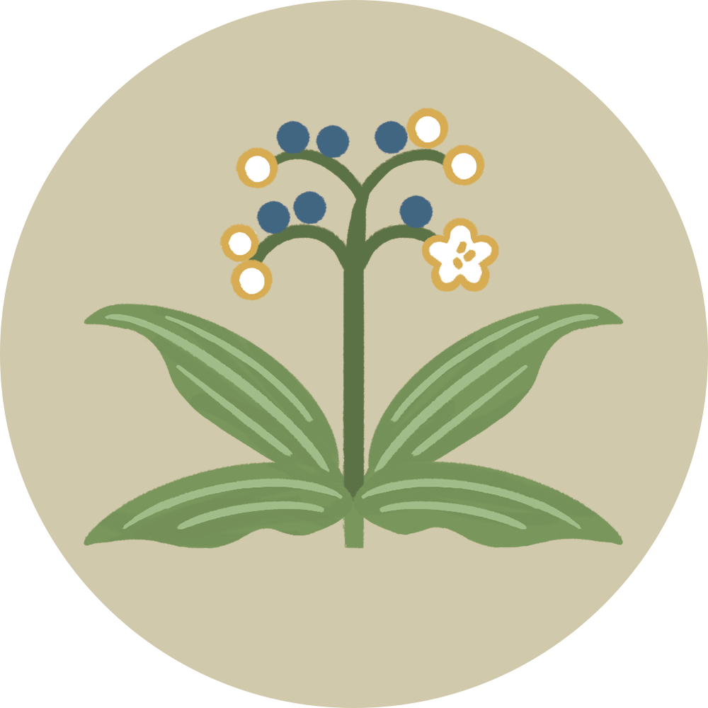 Pollia japonica