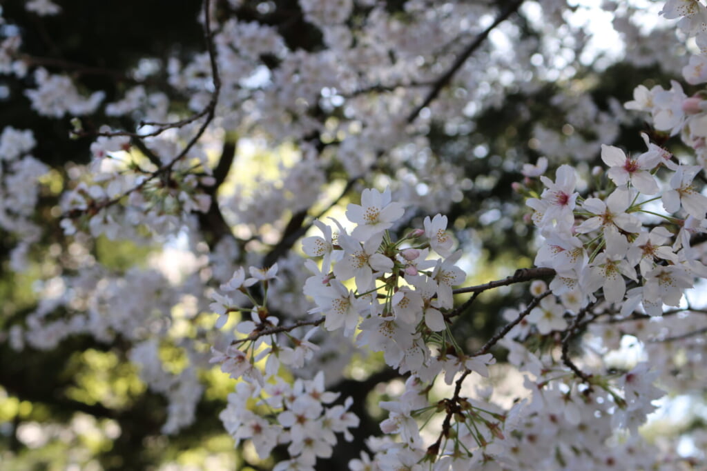 桜の寄り写真