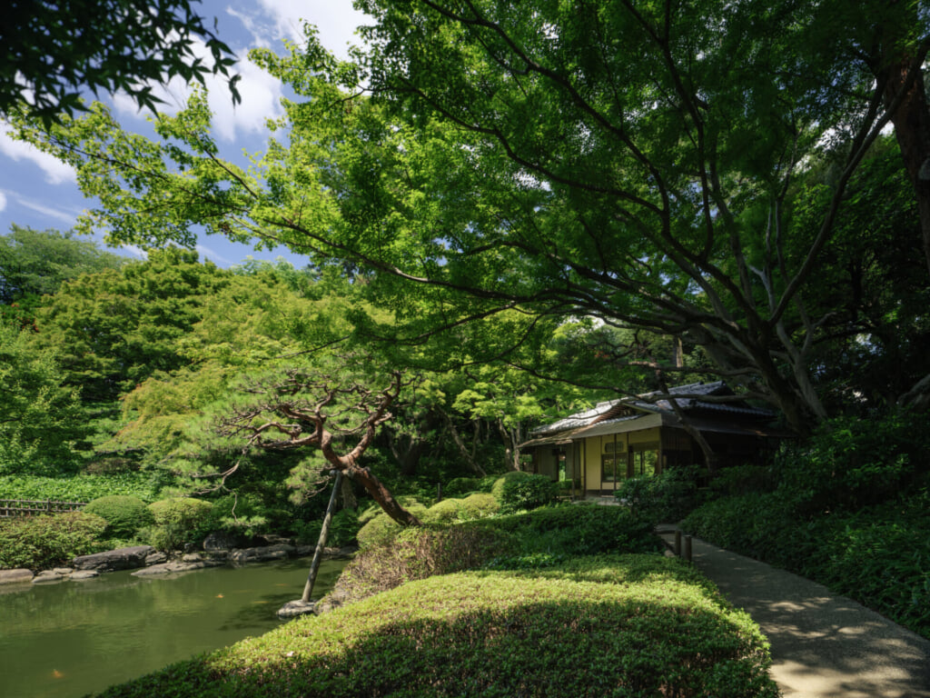 茶室を囲む青もみじの様子